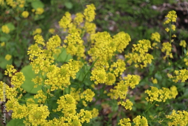 Fototapeta 黄色い花