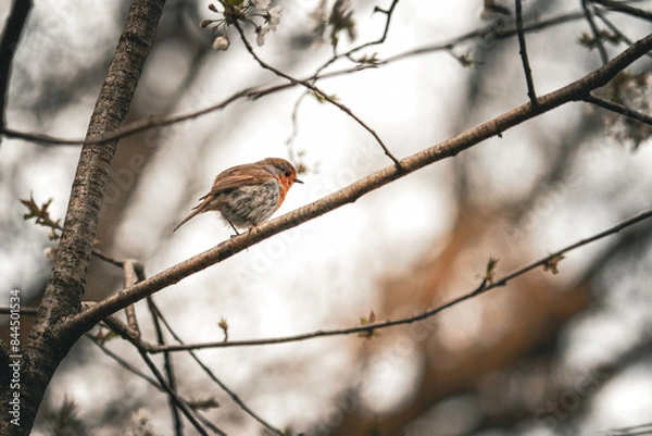 Fototapeta Kleines Rotkehlchen