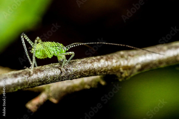 Fototapeta Kleines Insekt auf einem ast