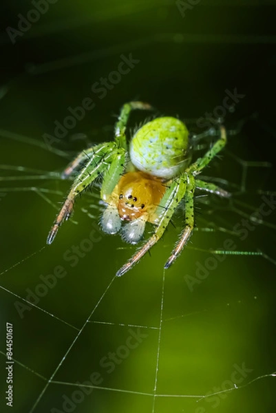 Fototapeta Kleine Grüne Spinne im Netz