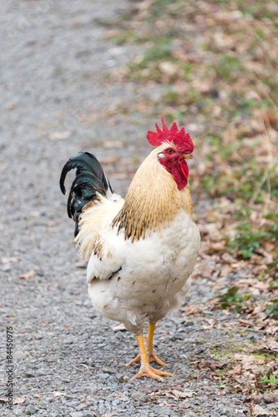 Obraz Beautiful white rooster walking on nature background.