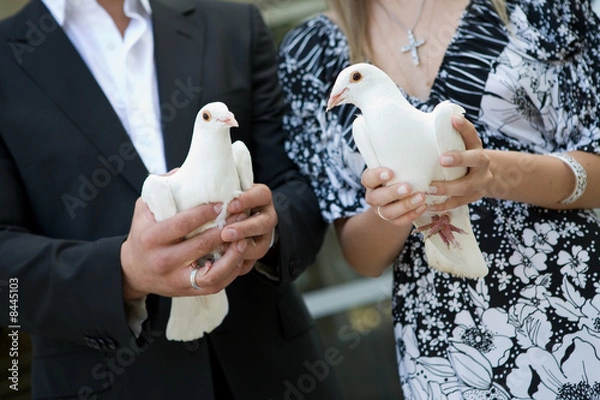 Fototapeta two white pigeons