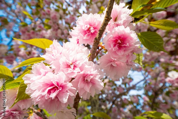 Obraz 【宮城県】塩竃神社の桜