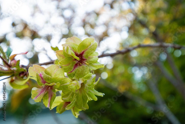 Obraz 【宮城県】塩竃神社の桜