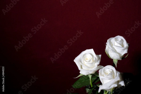 Obraz three white roses on a red background