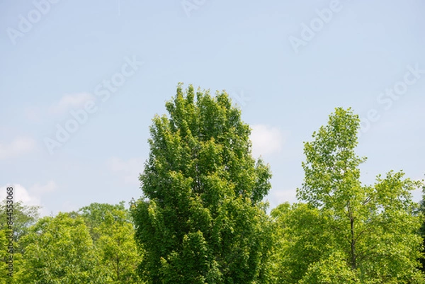 Fototapeta trees on a light blue spring sky with cloud