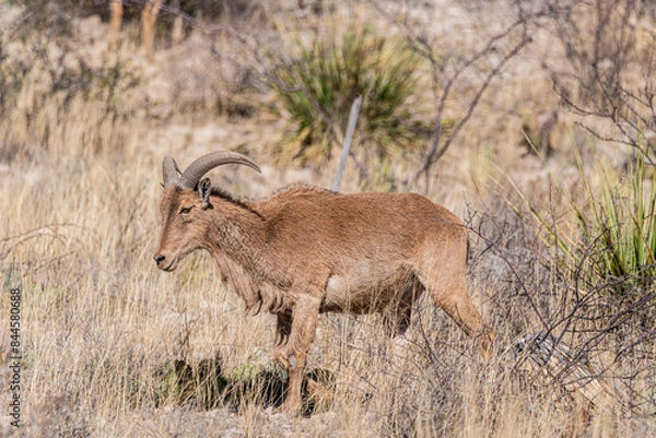 Obraz Female barabary bighorn sheep in carlsbad cavern national park