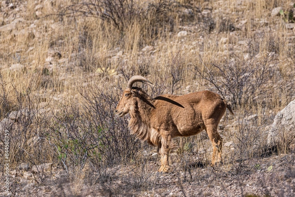 Obraz Profile view of a barabary bighorn sheep