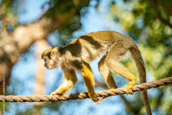 Fototapeta Monkey golden