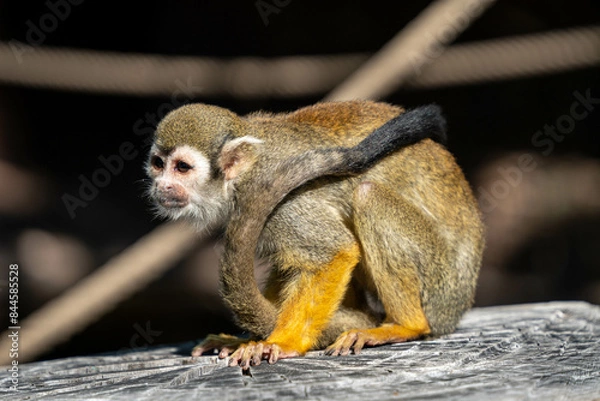 Fototapeta Gold monkey