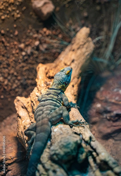 Fototapeta Blue lizard