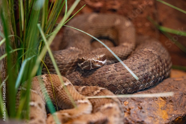 Fototapeta desert snake