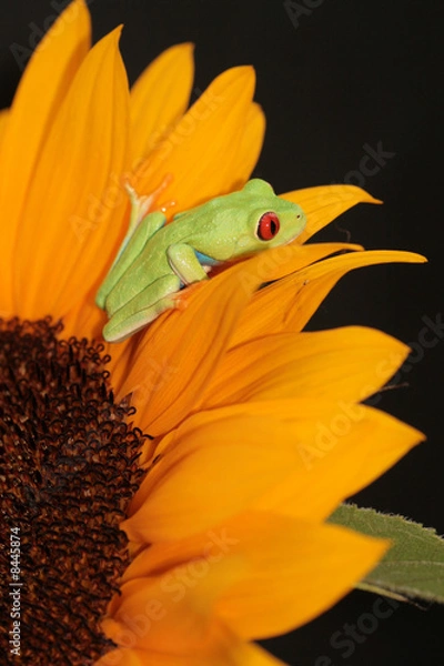Fototapeta red eyed tree frog