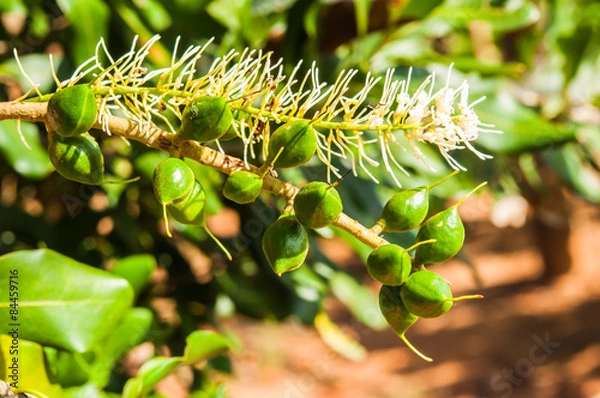 Obraz Zielony makadamia