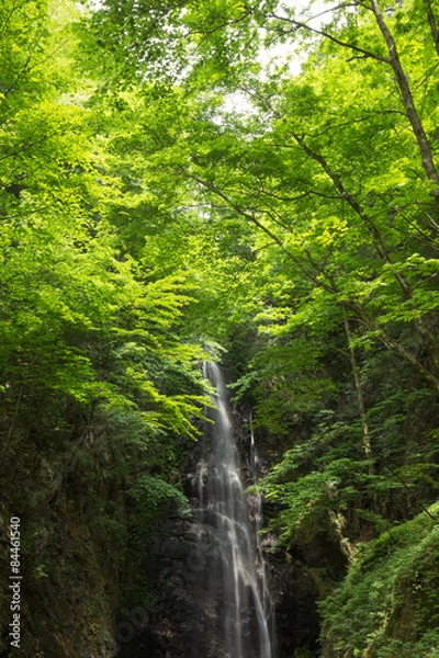 Fototapeta 滝と新緑（東京奥多摩の百尋の滝）