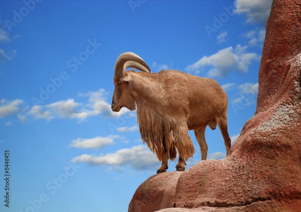 Obraz Aoudad