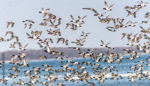 Obraz Large flock of Canvasback Ducks flying over the Chesapeake bay in Maryland