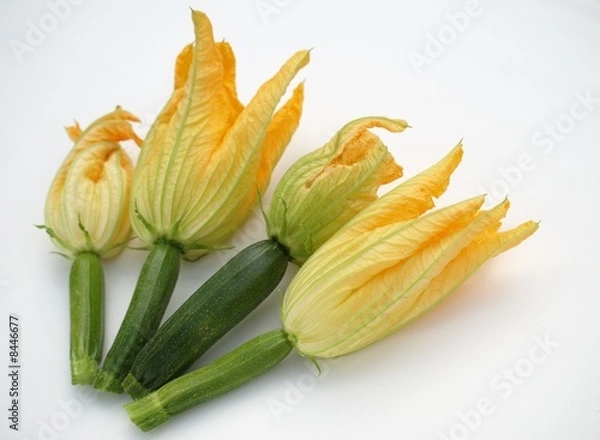 Obraz fleurs  de  courgettes