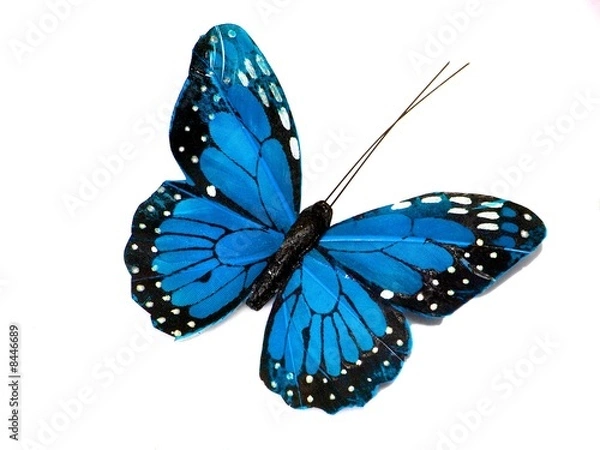 Obraz A blue butterfly