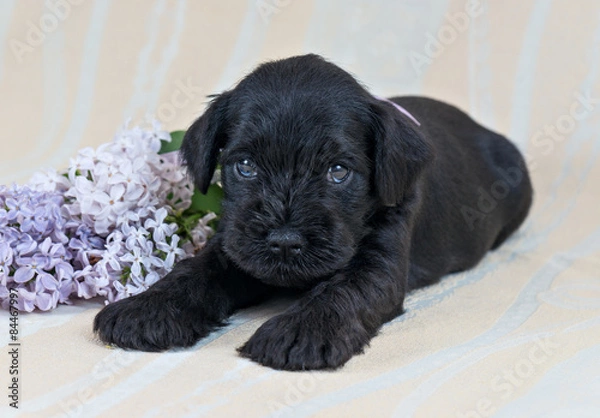 Fototapeta Miniature Schnauzer puppy with lilac