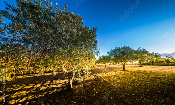 Obraz oliveto al tramonto