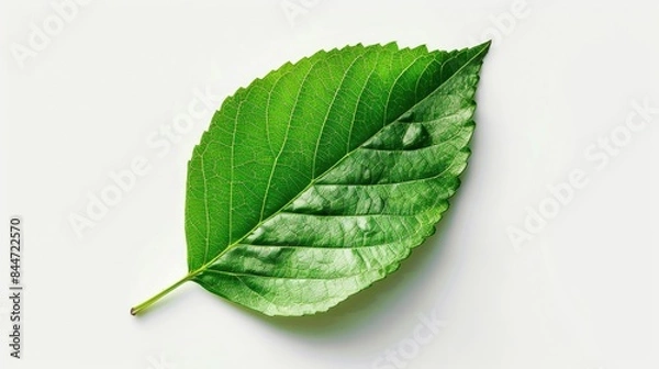 Fototapeta Leaf isolated on a white background