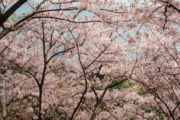 Obraz 日本の桜