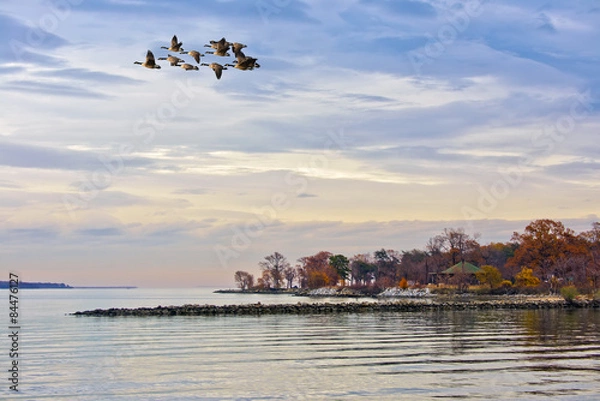Obraz Geese flying over the Chesapeake Bay in Autumn