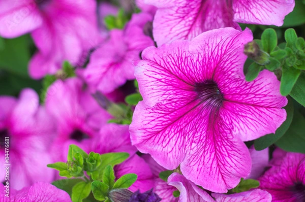 Obraz petunia pink