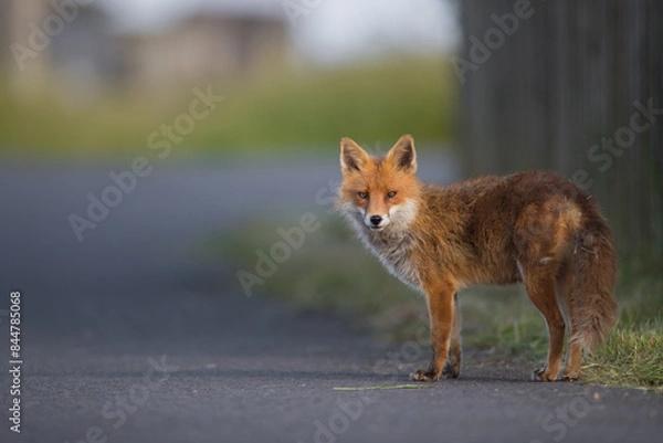 Fototapeta Red Fox on tarmac main road urban fox (vulpes vulpes) side photo isolated background vector style 
