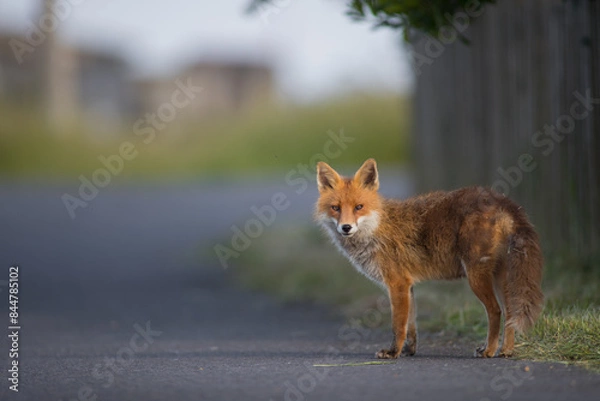 Fototapeta Red Fox on tarmac main road urban fox (vulpes vulpes) side photo isolated background vector style 