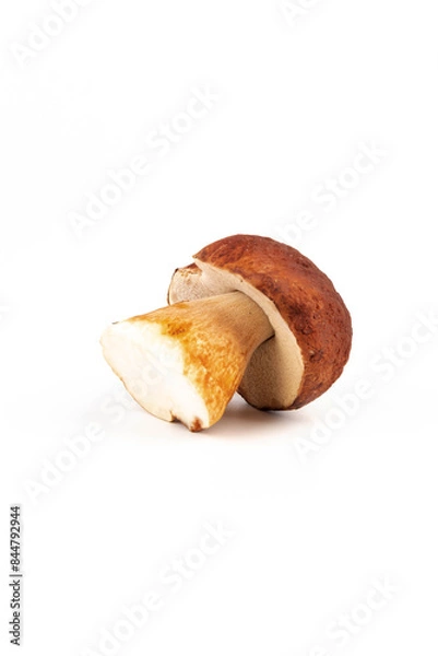 Obraz Bay bolete. Edible mushrooms (Boletus badius) isolated on white background with clipping path. Package design element. Wild forest mushrooms
