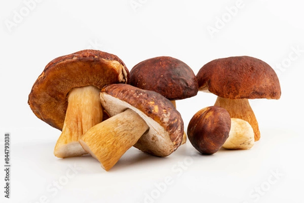 Fototapeta Bay bolete. Edible mushrooms (Boletus badius) isolated on white background with clipping path. Package design element. Wild forest mushrooms