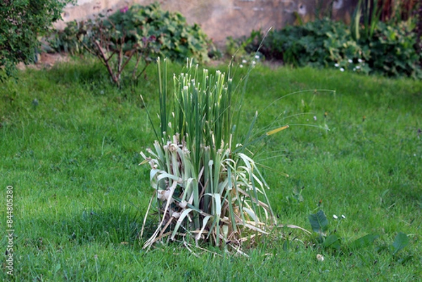 Fototapeta Freshly cut Pampas grass or Cortaderia selloana perennial flowering ornamental plant growing in shape of large bush with long and slender green leaves with sharp edges and cluster of flowers