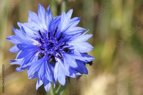 Obraz Cornflower