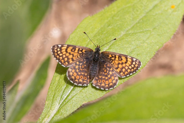 Obraz Wegerich-Scheckenfalter