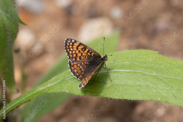 Obraz Wegerich-Scheckenfalter