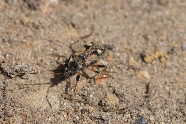 Fototapeta Closeup on a large ground ground bug, Beosus maritimus walking on the ground