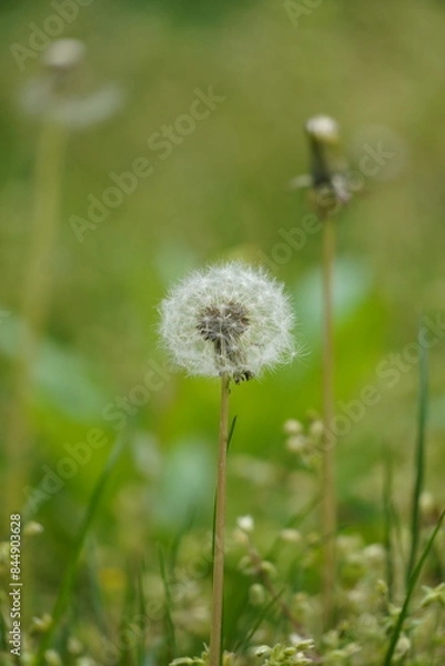 Obraz dandelion on green grass