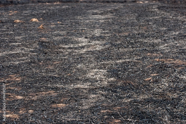 Obraz Ash from burning rice fields