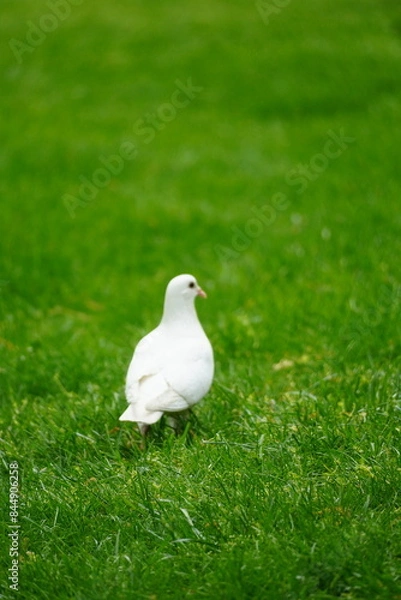 Obraz white dove on grass