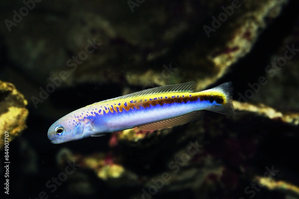 Obraz Oreni Tilefish goby (Hoplolatilus oreni) deepwater fish from twilight zone