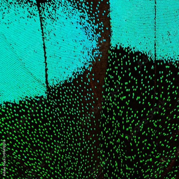 Obraz blue and green butterfly wing