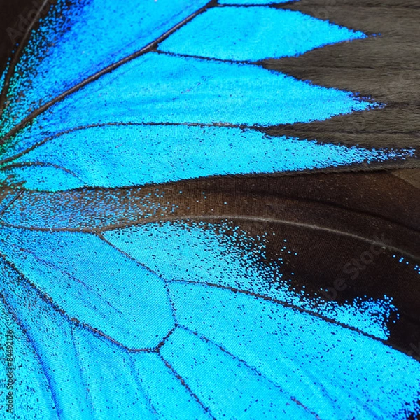 Obraz blue butterfly wing