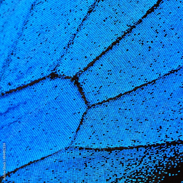 Obraz blue butterfly wing