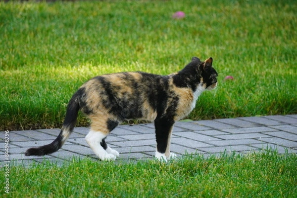 Obraz cat running in the grass