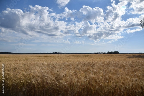 Obraz wheat fields organic 