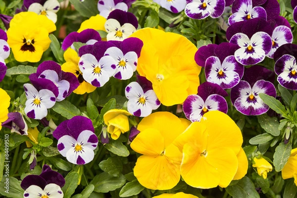 Fototapeta Pansies