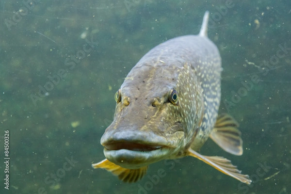 Fototapeta Pike 