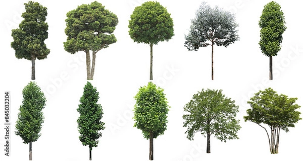 Fototapeta 樹木切り抜きセット透過PNG背景白-Cutout Tree